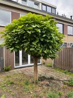 Bolboom voor de Tuin, Tuin en Terras, Planten | Bomen, Lente, 100 tot 250 cm, Ophalen, Volle zon