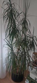 Kamerplant plant in zwarte pot, Ophalen, Overige soorten, Minder dan 100 cm
