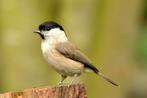Glanskop glanskopmees wildzang, Dieren en Toebehoren, Mannelijk, Wildzangvogel