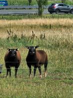 Mooi goed ontwikkelde dassenkop texelaar rammen, Dieren en Toebehoren, Mannelijk, Schaap, 0 tot 2 jaar