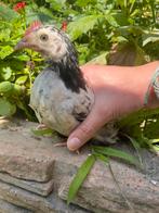 2 jonge haantjes x cochin en x sabelpoot, Dieren en Toebehoren, Mannelijk, Kip