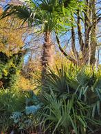 Palmboom Trachcarpus fortunei 225cmstam, Tuin en Terras, Bloembollen en Zaden, Ophalen, Gehele jaar, Volle zon
