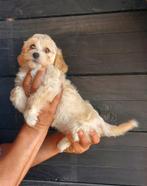 F1 Maltipoo Teefje Abricot laatste pup uit het nest, Dieren en Toebehoren, Overige rassen, CDV (hondenziekte), 8 tot 15 weken