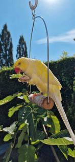 Halsbandparkiet tam, Dieren en Toebehoren