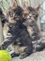 Maine Coon kittens, Meerdere dieren, Gechipt, 0 tot 2 jaar