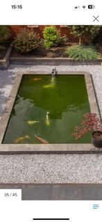 Koi karpers, Dieren en Toebehoren, Vissen | Vijvervissen, Karper of Koi