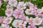 Cosmos bipinnatus ‘Cosimo Collarette’ te koop, Ophalen, Zomer, Volle zon