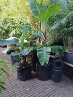 Bananenplant Musa Basjoo & Dwarf, 100 tot 150 cm, Overige soorten, In pot, Groene kamerplant