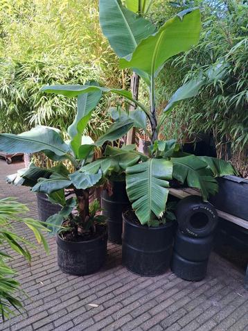 Bananenplant Musa Basjoo & Dwarf beschikbaar voor biedingen