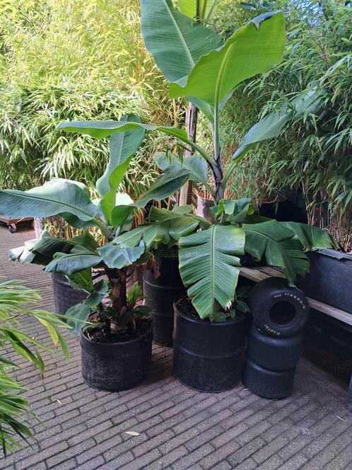 Bananenplant Musa Basjoo & Dwarf, Huis en Inrichting, Kamerplanten, Overige soorten, 100 tot 150 cm, Groene kamerplant, Halfschaduw
