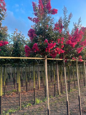 Lagerstroemia bomen op stam in verschillende maten beschikbaar voor biedingen