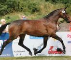 Bewezen KWPN fokmerrie, Elite, Sport & IBOP dr, PROK, Dieren en Toebehoren, Paarden, Merrie, Z, Gechipt, Dressuurpaard