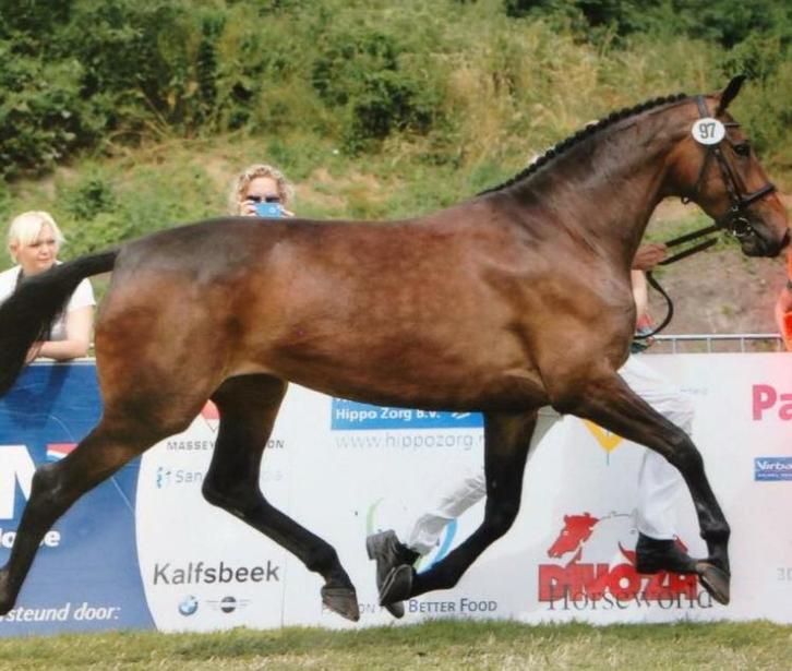Bewezen KWPN fokmerrie, Elite, Sport & IBOP dr, PROK, Dieren en Toebehoren, Paarden, Merrie, Z, 165 tot 170 cm, 11 jaar of ouder
