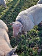 Rouge l'quest dekram 2024, Dieren en Toebehoren, Mannelijk, Schaap