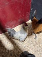 Antwerpse baardkriel haantje te koop, Dieren en Toebehoren, Meerdere dieren, Kip