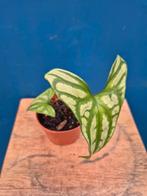 Cersestis Mirabilis p10 (1)