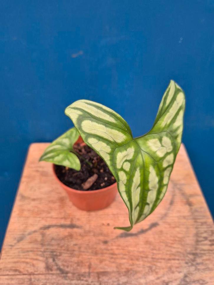 Cersestis Mirabilis p10 (1), Huis en Inrichting, Kamerplanten, Minder dan 100 cm, Halfschaduw, Ophalen of Verzenden