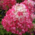 Hydrangea pan. Diamond Rouge, Ophalen of Verzenden, Voorjaar, Volle zon