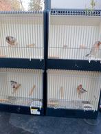 Putter Kanarie bastaard en sijsjes mutatie, Dieren en Toebehoren, Mannelijk, Wildzangvogel