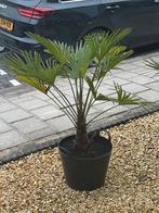 Wagnerianus, Ophalen of Verzenden, Bloeit niet, Overige soorten, Volle zon