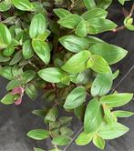 Tradescantia Chry. Baby Bunny Bellies stekjes, Ophalen of Verzenden, Overige soorten, Minder dan 100 cm