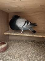 Gaditano doffer, Dieren en Toebehoren, Vogels | Duiven, Mannelijk, Kropper