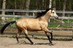 Coachingspaard/grondwerk/weidemaatje! Goed lezen!!, Gechipt, Ruin, 3 tot 6 jaar, 160 tot 165 cm