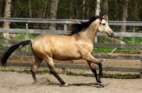 Coachingspaard/grondwerk/weidemaatje! Goed lezen!!, Dieren en Toebehoren, Paarden, Ruin, 160 tot 165 cm, 3 tot 6 jaar, Recreatiepaard