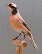 Portugese Harlekijn kanaries, Dieren en Toebehoren, Vogels | Kanaries, Meerdere dieren, Postuurkanarie