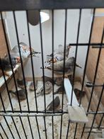 +- 100 zebravinken, Dieren en Toebehoren, Meerdere dieren