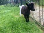Geit lammetje (bok) wallische geit, Mannelijk, Geit, 0 tot 2 jaar