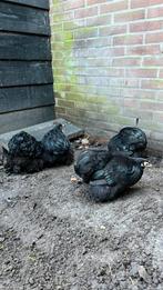 Zwarte cochinkrielen geent HENNEN, Dieren en Toebehoren, Pluimvee, Vrouwelijk, Kip