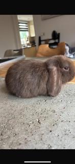 2 effen choco minilop rammetjes 12 weken, Dieren en Toebehoren, Konijnen, Mannelijk, Dwerg