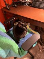 Poes Topi zoekt een nieuw baasje!, Poes