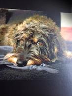 Te koop gevraagd ruwharige techkel, Dieren en Toebehoren, Standaard, 1 tot 2 jaar, Teef, Eén hond