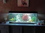 Aquarium is mooi en goed onderhouden met planten  en vissen, Ophalen of Verzenden, Gevuld zoetwateraquarium