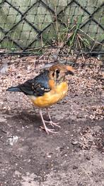 Damalijster dama lijster damalijsters, Mannelijk, Tropenvogel, Geringd