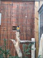 Zilveroornachtegaal., Dieren en Toebehoren, Vogels | Overige Vogels, Mannelijk, Geringd