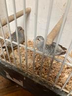 2 Diamantduifjes, doffer en duivin, Meerdere dieren, Tropenvogel