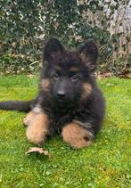 Herderpups te koop, Dieren en Toebehoren, Honden | Herdershonden en Veedrijvers, Parvo, België, Particulier, 8 tot 15 weken