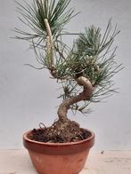 Bonsai, Tuin en Terras, Planten | Bomen, Minder dan 100 cm, Overige soorten, Ophalen of Verzenden