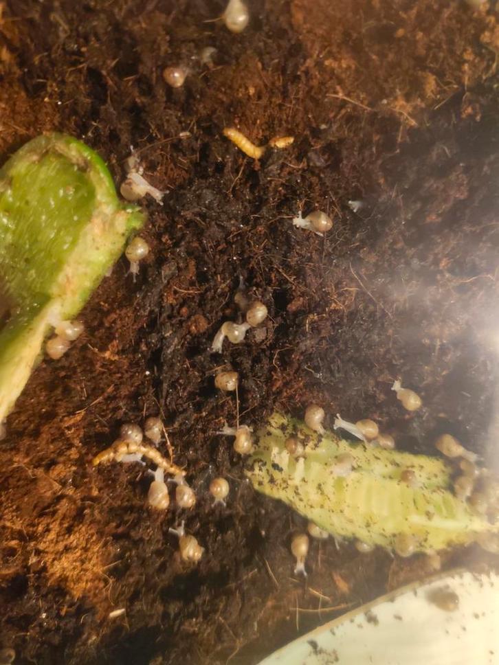 Afrikaanse reuzenslakken agaatslakken GEEN VERZENDING, Dieren en Toebehoren, Reptielen en Amfibieën, 0 tot 2 jaar