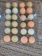 Verse Broed Eieren - Araucana, Maran, Brahma, Dieren en Toebehoren, Pluimvee, Geslacht onbekend, Kip