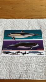 Postkaart Naturalis - Gewone Dolfijn - Dwergpotvis - Walvis, Ophalen of Verzenden, 1980 tot heden, Ongelopen, Waterdier