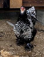 BRAHMA broedeieren zilver zwart gezoomd groot ras 4€, Dieren en Toebehoren, Pluimvee, Geslacht onbekend, Kip