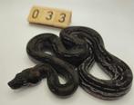 boa imperator Leopard (66% snow leopard) man, Slang, 0 tot 2 jaar