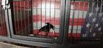 4 Schama lijsters en toebehoren, Dieren en Toebehoren, Meerdere dieren, Tropenvogel, Geringd