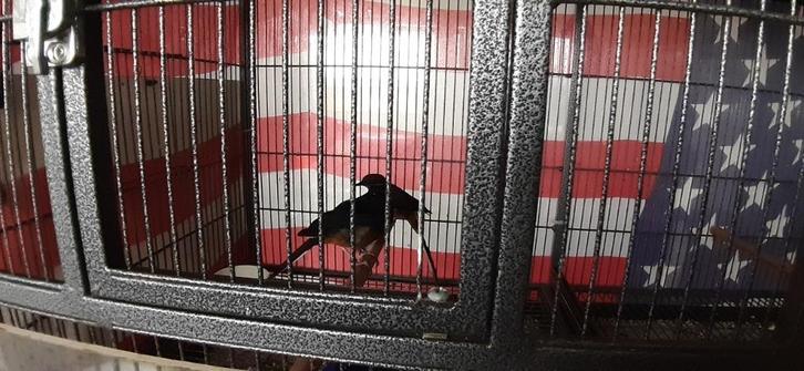 4 Schama lijsters en toebehoren, Dieren en Toebehoren, Vogels | Overige Vogels, Tropenvogel, Meerdere dieren, Geringd