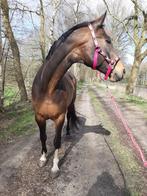 Paard Hannoveraan merrie (bruin), Dieren en Toebehoren, Paarden, Merrie, Gechipt, L, 11 jaar of ouder