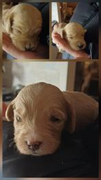 Prachtige labradoodle pups, Parvo, Overige rassen, 8 tot 15 weken, Meerdere dieren